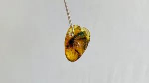 Amber Anatomic Heart Pendant on Sterling Silver Snake Chain. Atelier Aadya